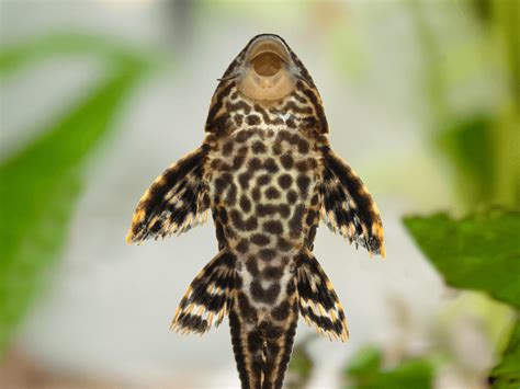 algae fish|What are the best algae.